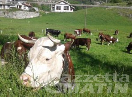 Nuovo Dpcm, Cia Agricoltori VdA: stop alle 18 equivale a chiusura attività