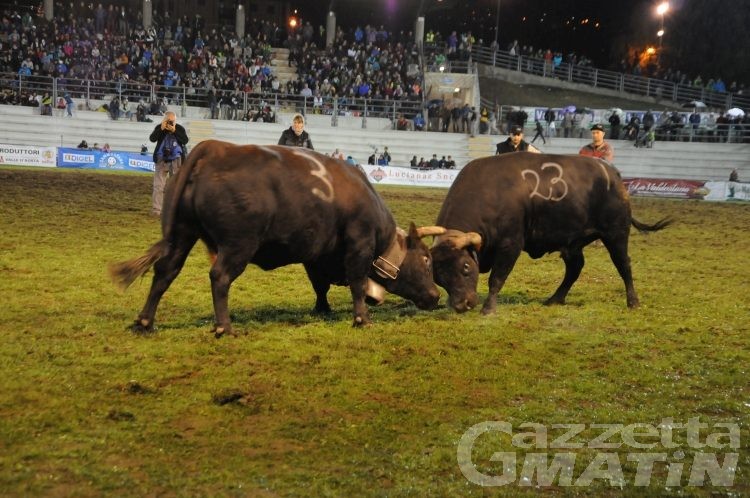Batailles de reines: si riparte il 25 luglio, 13 eliminatorie e 1000 spettatori