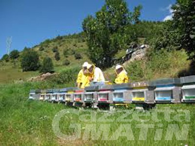 Apicoltura, 100 mila euro per i danni subiti causa maltempo Apicoltura, 100 mila euro per i danni subiti causa maltempo