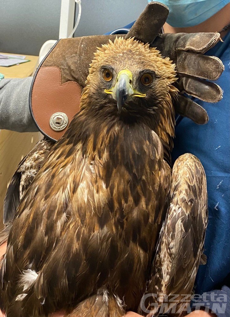 Aquila reale ferita: salvata dai guardaparco a Valsavarenche