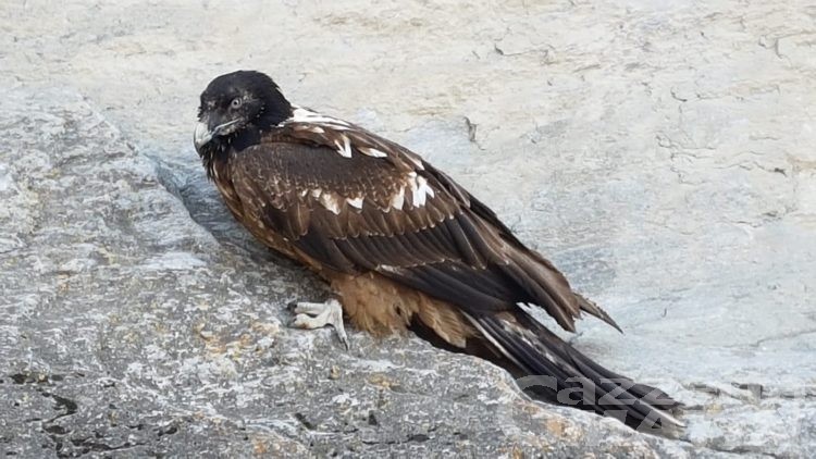 Gipeto ferito proveniente dalla Francia salvato dalla Forestale a Villeneuve