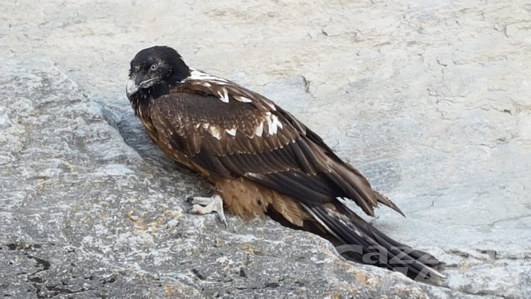 Gipeto ferito proveniente dalla Francia salvato dalla Forestale a Villeneuve