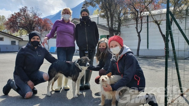 Canile-gattile: “la Regione si fa carico delle spese per la cura degli animali” Canile-gattile: “la Regione si fa carico delle spese per la cura degli animali”