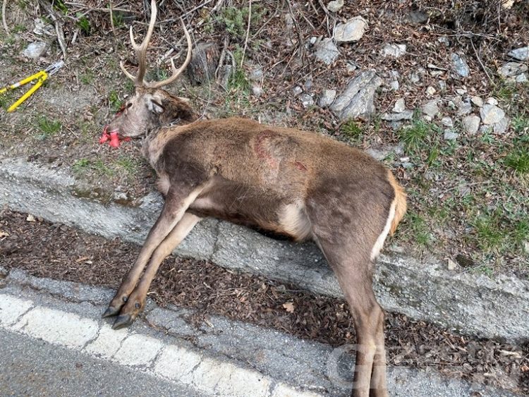Bracconaggio: cervo ucciso per asfissia da laccio metallico, denunciato il colpevole