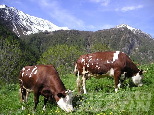 Zootecnia: costituito Comitato tecnico Valle d’Aosta