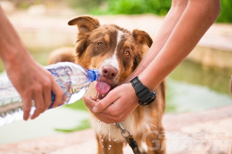 Villeneuve, piccolo viaggio nel mondo del cane tra norme e falsi miti