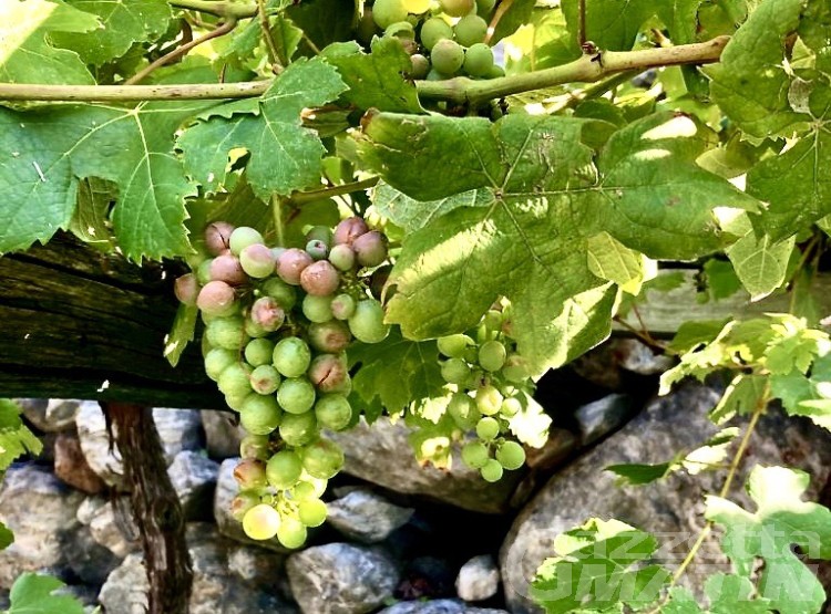 Maltempo: grandine danneggia colture e vigneti, si valuta la richiesta per lo stato di calamità Maltempo: grandine danneggia colture e vigneti, si valuta la richiesta per lo stato di calamità