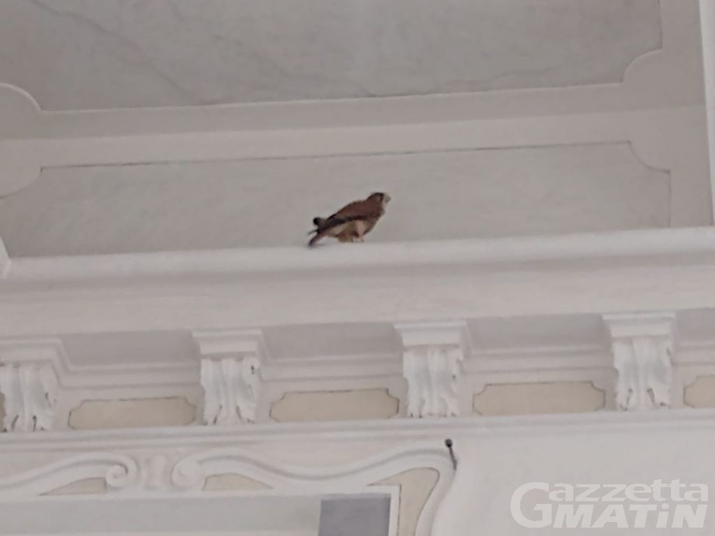Aymavilles, un piccolo rapace si intrufola nel castello: tratto in salvo da Vigili del fuoco e Forestale Aymavilles, un piccolo rapace si intrufola nel castello: tratto in salvo da Vigili del fuoco e Forestale