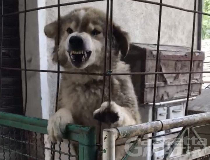 Cane maltrattato a Montjovet salvato dalla Forestale: la Procura chiede due decreti penali di condanna Cane maltrattato a Montjovet salvato dalla Forestale: la Procura chiede due decreti penali di condanna