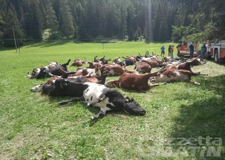 Strage di bovini: nessuna risposta dopo le indagini della Forestale Strage di bovini: nessuna risposta dopo le indagini della Forestale