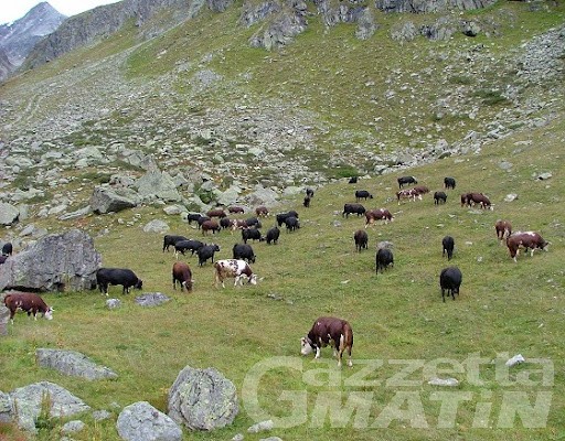 Ayas, una cinquantina di bovini precipita in un dirupo Ayas, una cinquantina di bovini precipita in un dirupo