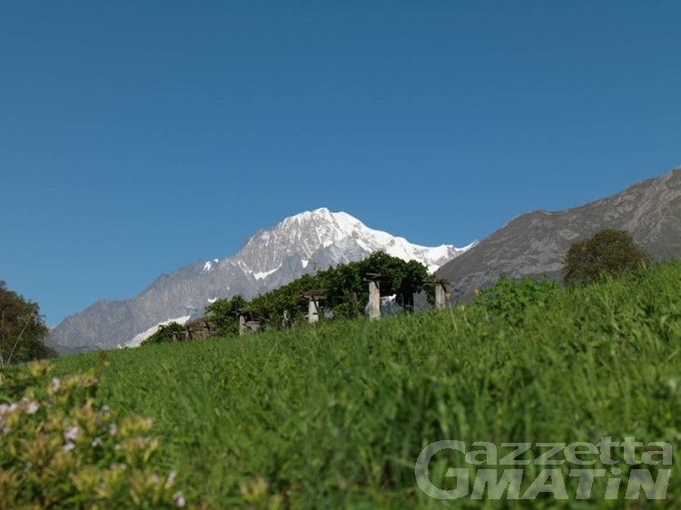 Vini, la Cave Mont Blanc brilla ai Decanter World Wine Award Vini, la Cave Mont Blanc brilla ai Decanter World Wine Award