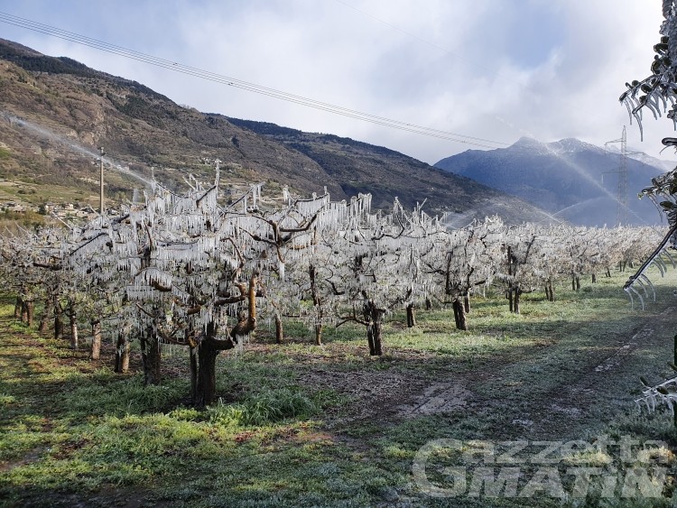 Agricoltura, danni da gelate: aperte le domande per accedere agli aiuti statali Agricoltura, danni da gelate: aperte le domande per accedere agli aiuti statali