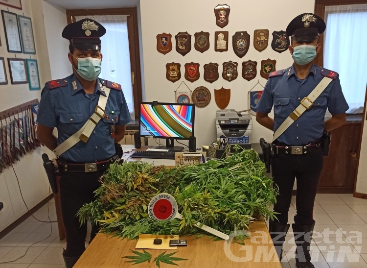 15 grammi di hashish e 5 piante di marijuana in casa, denunciato 15 grammi di hashish e 5 piante di marijuana in casa, denunciato