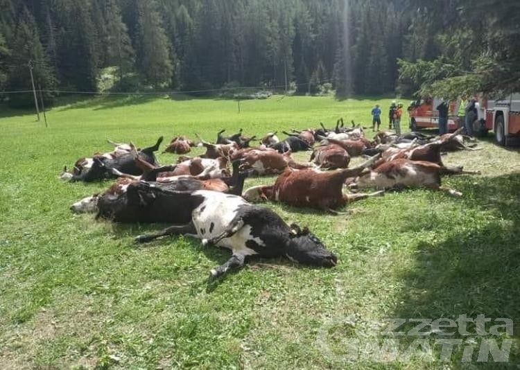 Strage di bovini ad Ayas: spaventati da un drone?