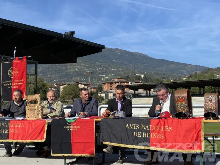 Batailles de Reines, 249 bovine in arena per una due giorni di spettacolo Batailles de Reines, 249 bovine in arena per una due giorni di spettacolo