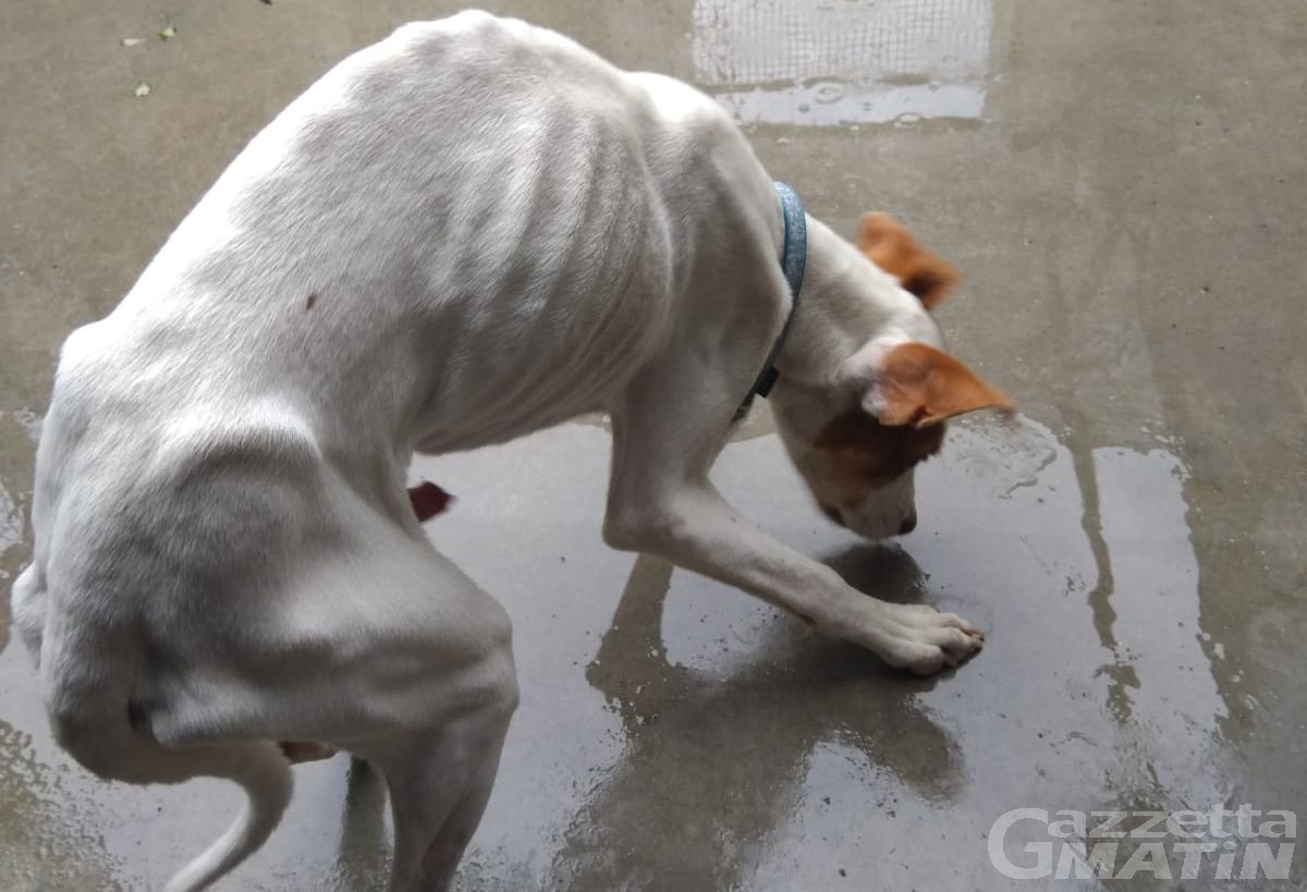 Cane denutrito e maltrattato salvato da Forestale e Ausl Cane denutrito e maltrattato salvato da Forestale e Ausl