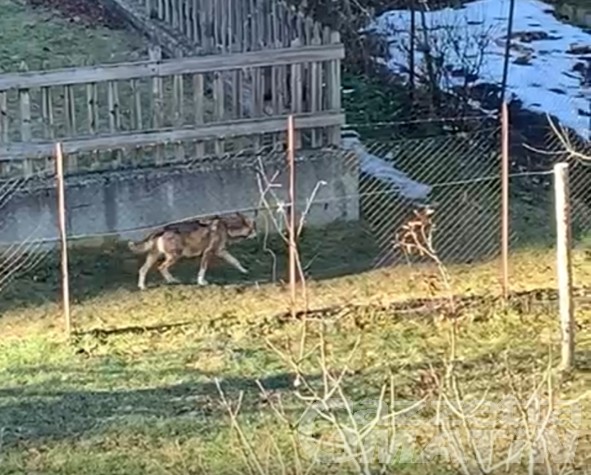 Arvier, lupi in paese: i residenti sono preoccupati