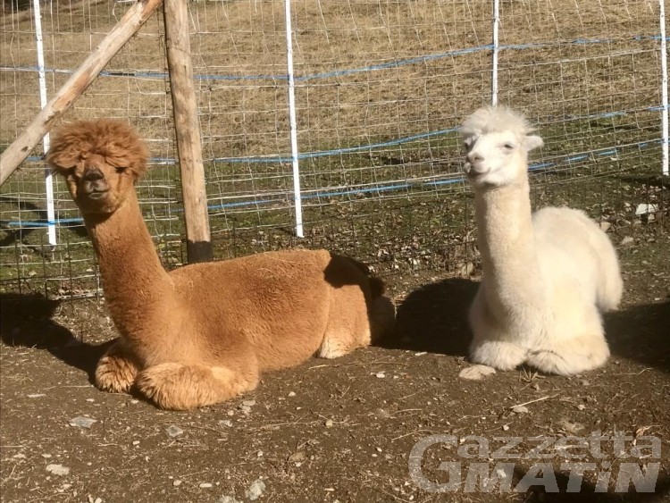 Il filo di Alpaca, la nuova vita di Beatrice e Andrea a Champorcher Il filo di Alpaca, la nuova vita di Beatrice e Andrea a Champorcher