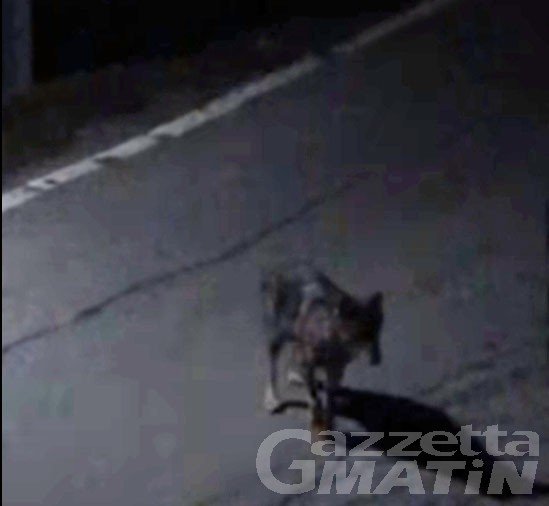 Lupo: a Brissogne dopo gli avvistamenti arriva il video di conferma Lupo: a Brissogne dopo gli avvistamenti arriva il video di conferma