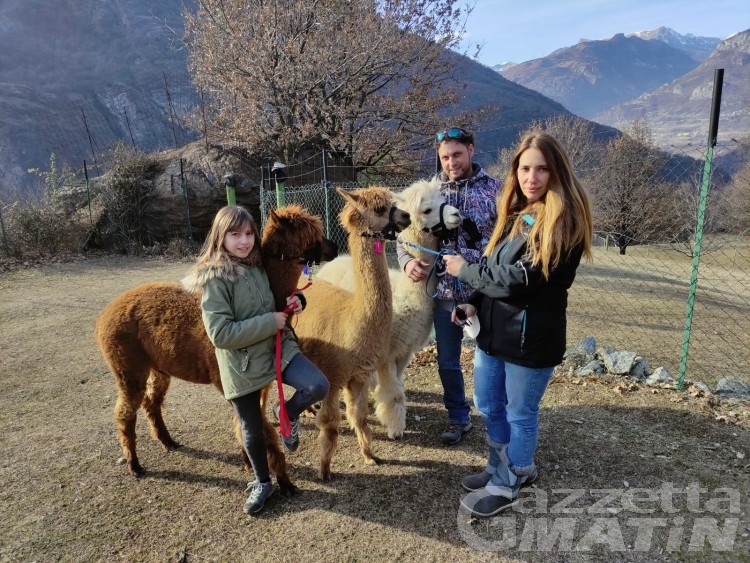 Sapé, gli alpaca che dominano l’altura di Montjovet Sapé, gli alpaca che dominano l’altura di Montjovet