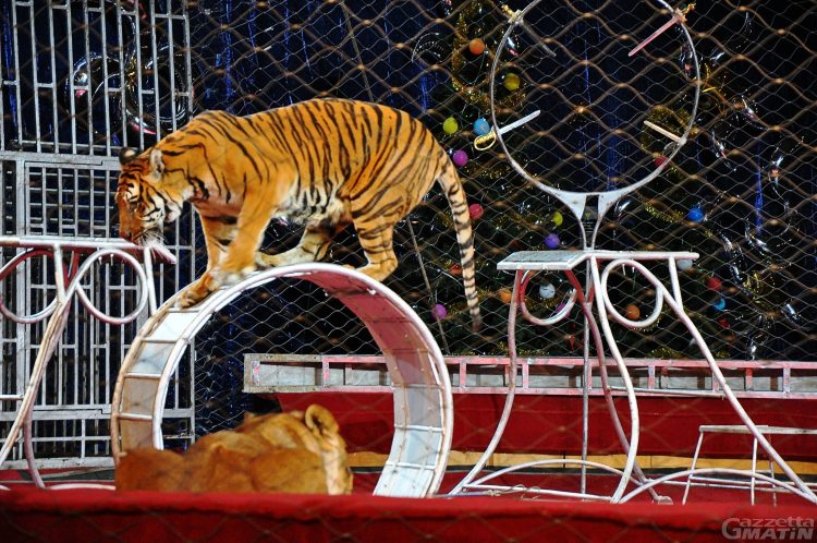 No al circo con gli animali: l’Avapa chiede al sindaco di Saint-Christophe di bloccare Medini