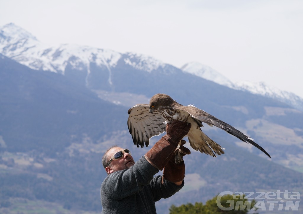Animali: un biancone è tornato a librarsi in volo nei cieli valdostani Animali: un biancone è tornato a librarsi in volo nei cieli valdostani