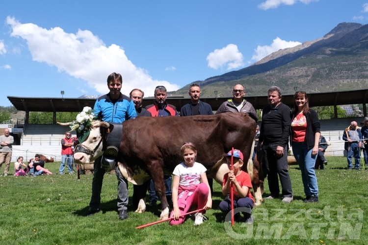 Allevamento, Valle d’Aosta: ecco tutte le regine del latte