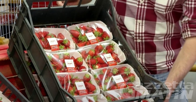 Forrest Gump VdA: dopo il furto di fragole, danneggiata una recinzione