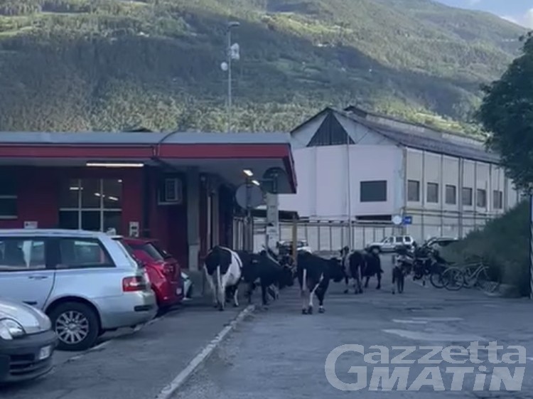 Mucche “in fuga” hanno raggiunto la Cogne acciai speciali