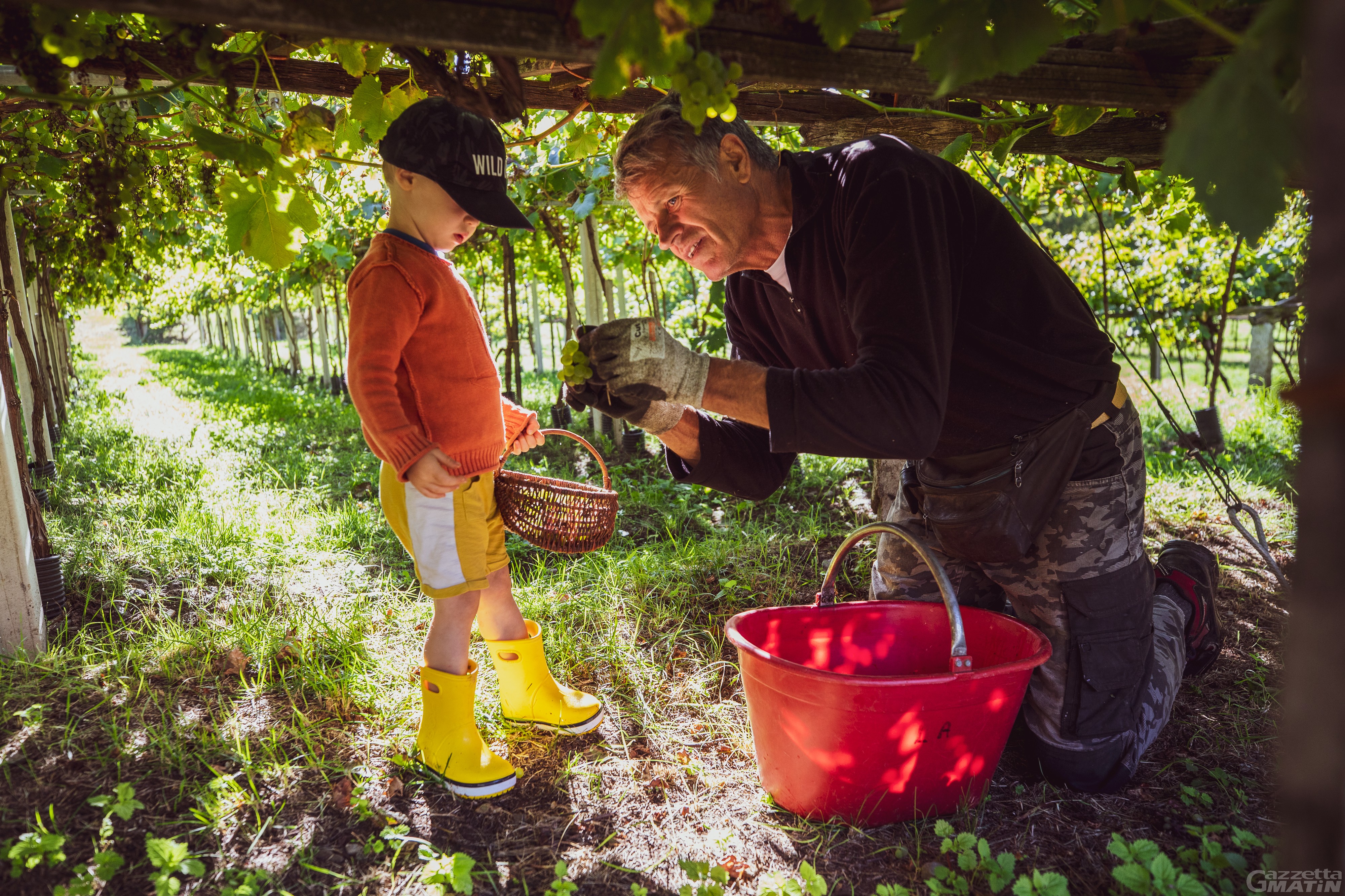 Morgex: una cena gourmet nei vigneti più alti d’Europa Morgex: una cena gourmet nei vigneti più alti d’Europa