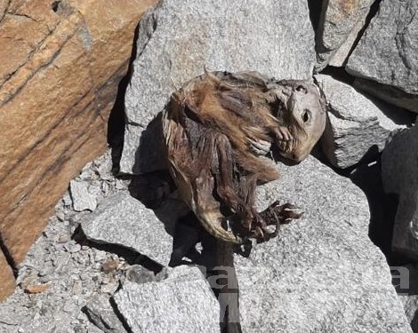 Monte Rosa: marmotta mummificata ritrovata a 4200 metri di quota