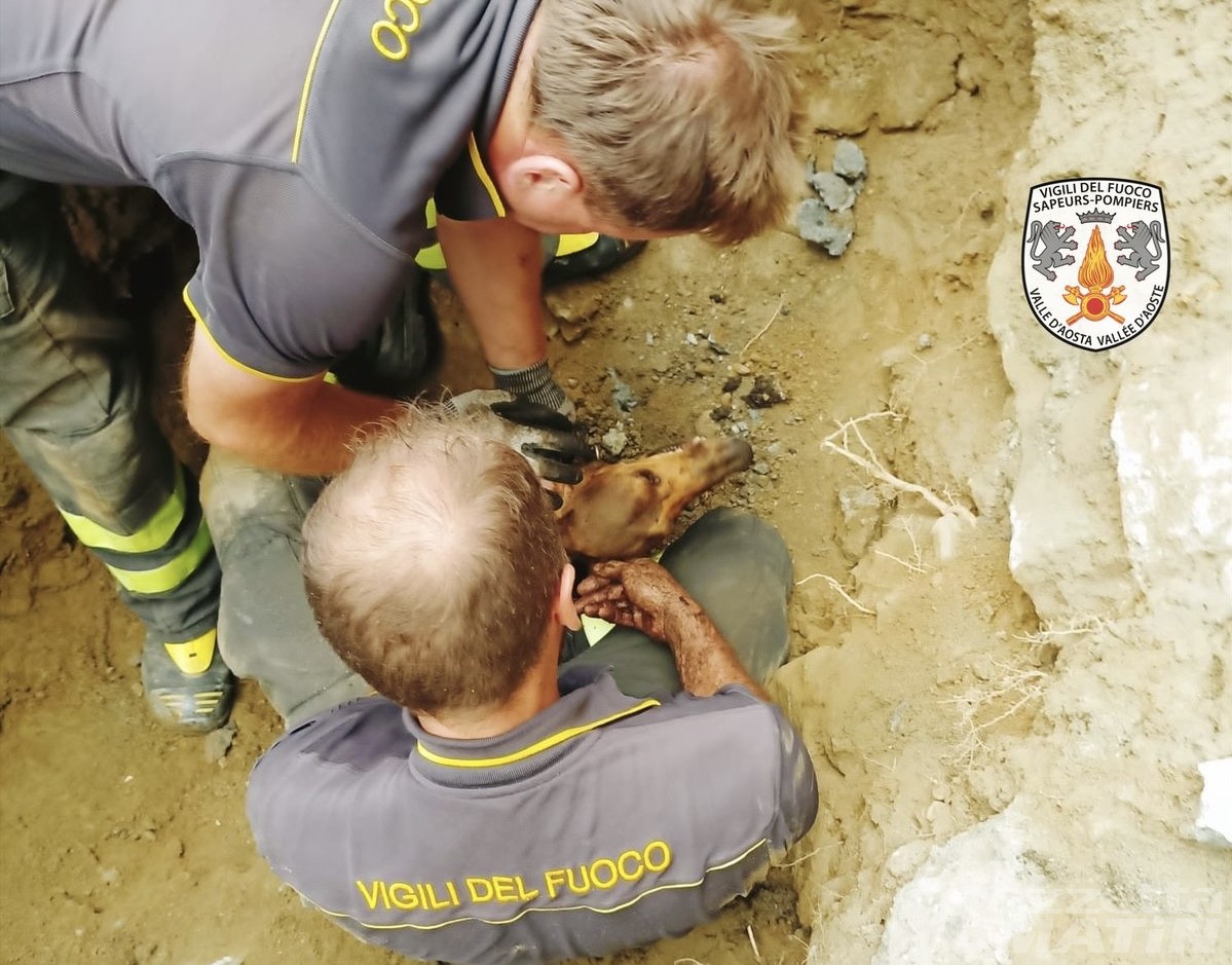 Pontboset, cane scivola in un tubo: tratto in salvo dai vigili del fuoco