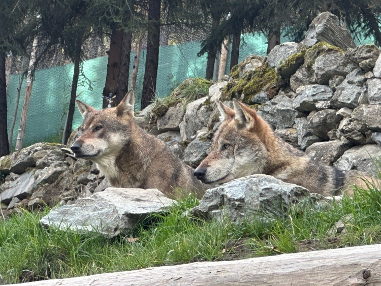 Parc animalier, Legambiente contro i soldi pubblici per l’area dedicata ai lupi