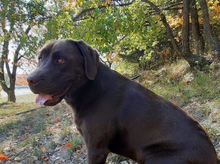 Saint-Denis, cagnolina trovata morta nei boschi: «Le hanno sparato»