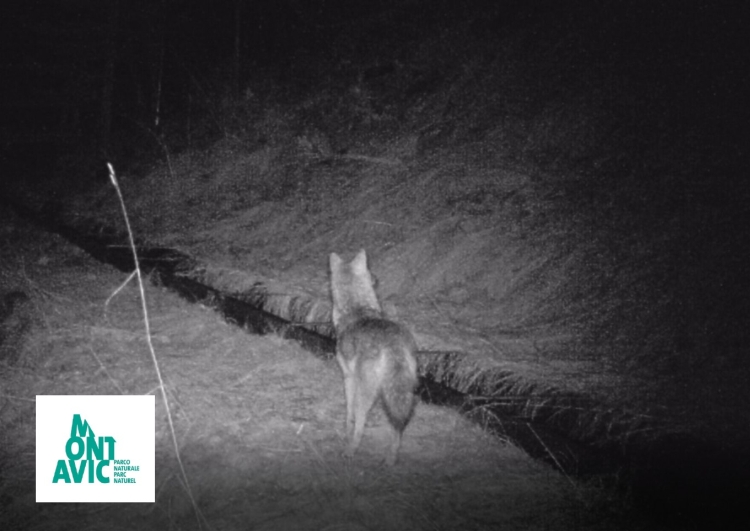 Sciacallo dorato avvistato nel Parco naturale Mont Avic