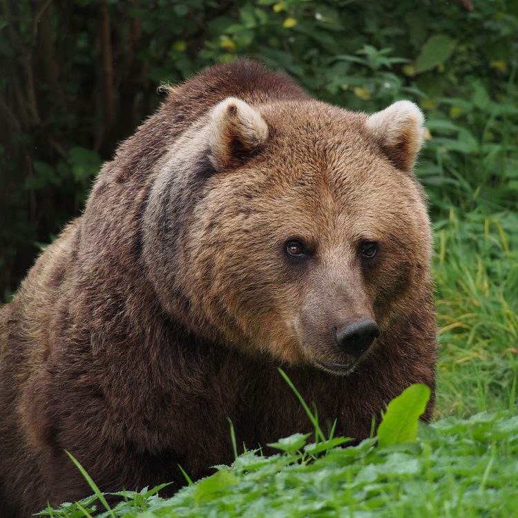 Lupi e orsi fanno paura, «sceglierò la Valle d’Aosta per le vacanze»