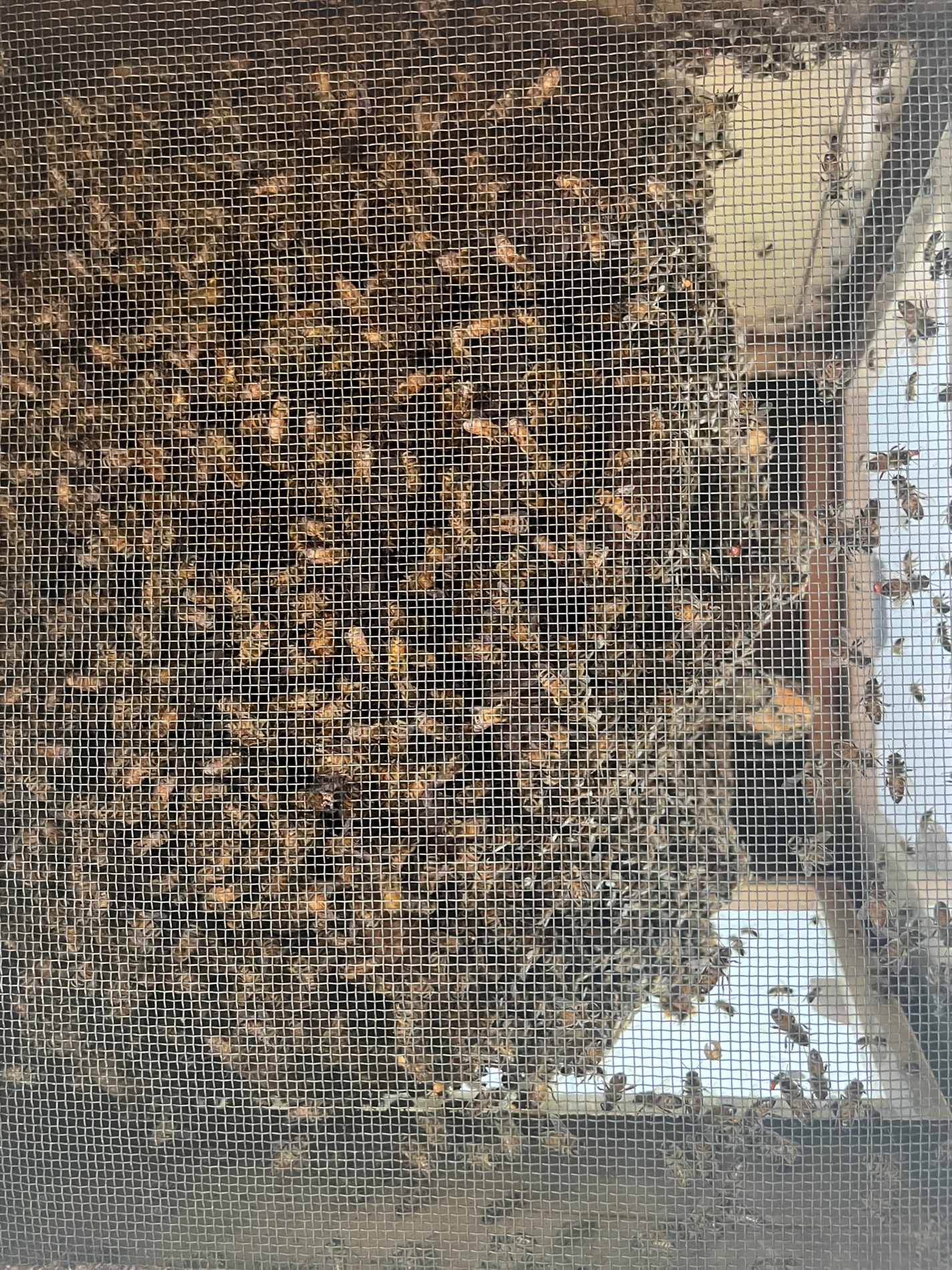 Giornata mondiale delle api, a La Magdeleine l'apiario del benessere