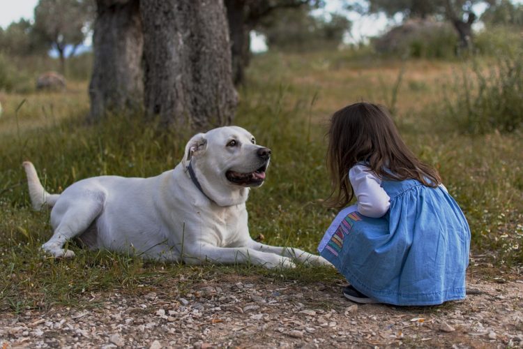 Un corso gratuito per bambini e ragazzini proprietari di cani
