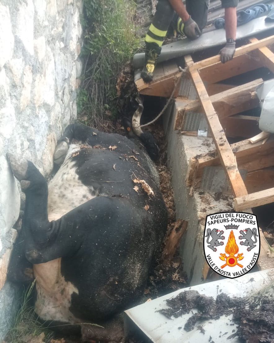 Roisan: i vigili del fuoco salvano una mucca caduta da un muro