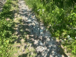 Champdepraz, Disval denuncia: «percorso naturalistico inaccessibile e pericoloso»