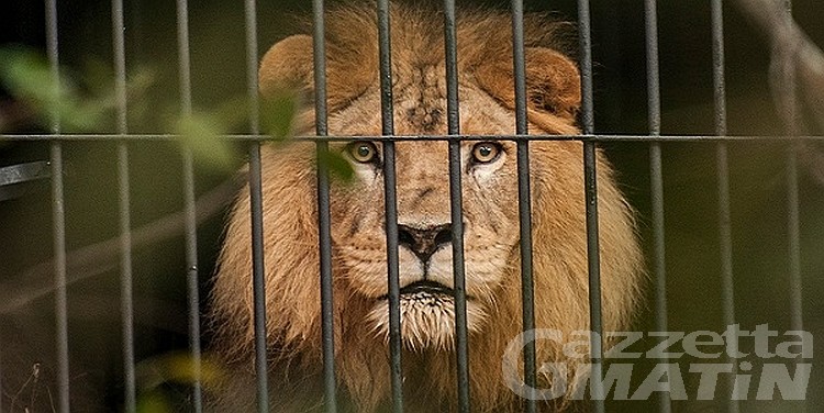 Brusson: graffiato da leone, finisce in ospedale Brusson: graffiato da leone, finisce in ospedale