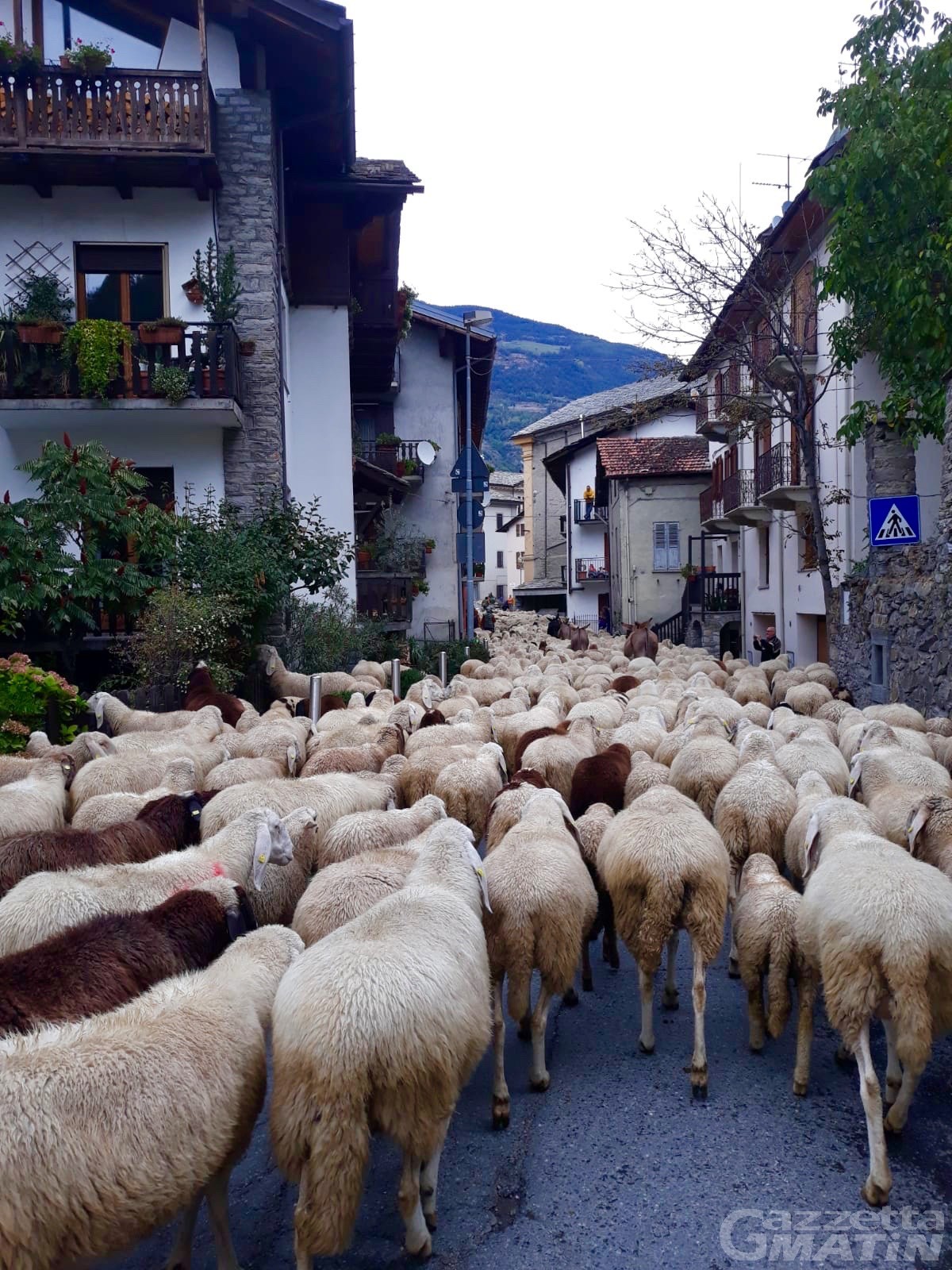 Maxi transumanza: mille pecore, capre e asini da Rhemes fino in Piemonte Maxi transumanza: mille pecore, capre e asini da Rhemes fino in Piemonte