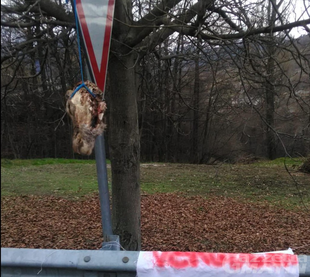 Comuni: a Roisan macabro ritrovamento di una testa di cervo mozzata Comuni: a Roisan macabro ritrovamento di una testa di cervo mozzata