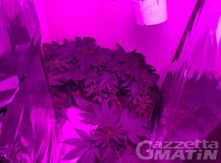 Coltivava e vendeva marijuana in casa: arrestato 23enne Coltivava e vendeva marijuana in casa: arrestato 23enne