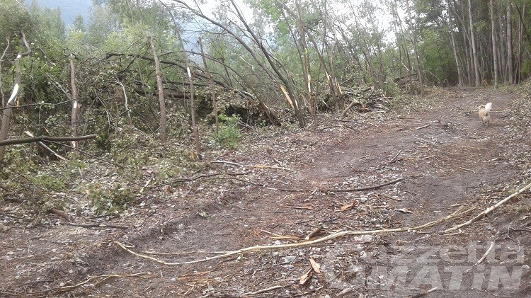 Legambiente: basta tagli di alberi lungo la Dora Legambiente: basta tagli di alberi lungo la Dora