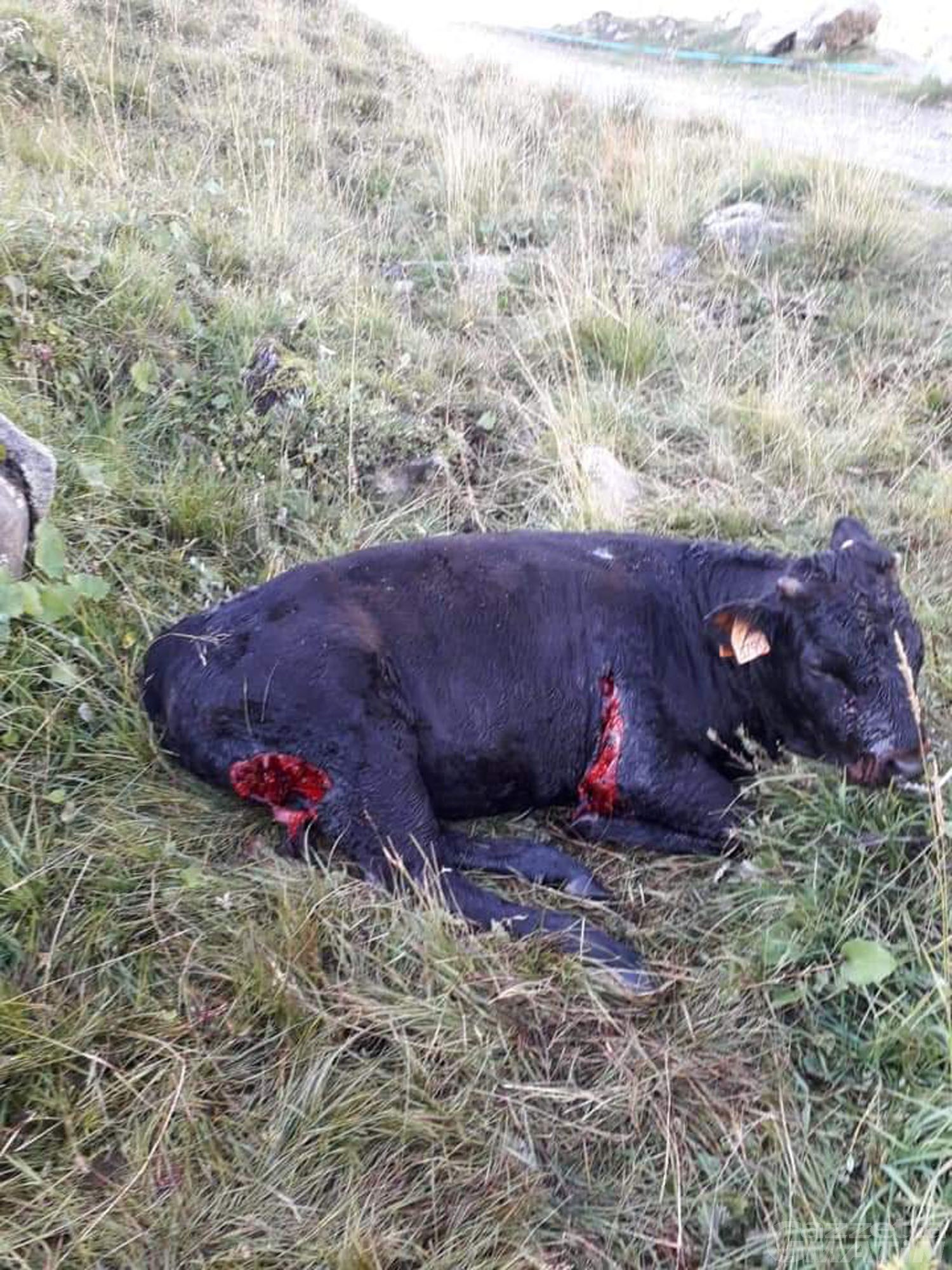 Vitello azzannato da un predatore, resta la paura per la presenza di lupi nella conca di By Vitello azzannato da un predatore, resta la paura per la presenza di lupi nella conca di By