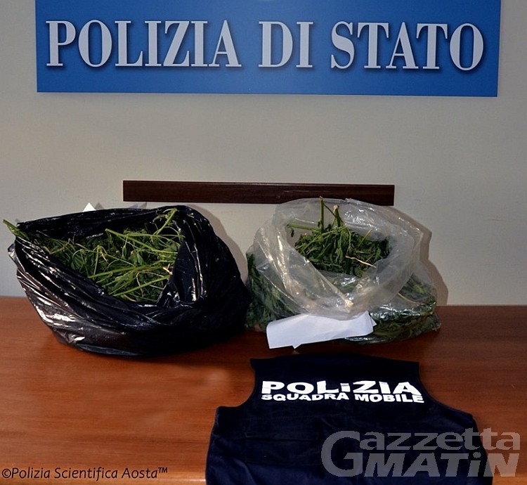 Sarre: 3.5 kg di marijuana in un rudere, denunciato un valdostano Sarre: 3.5 kg di marijuana in un rudere, denunciato un valdostano
