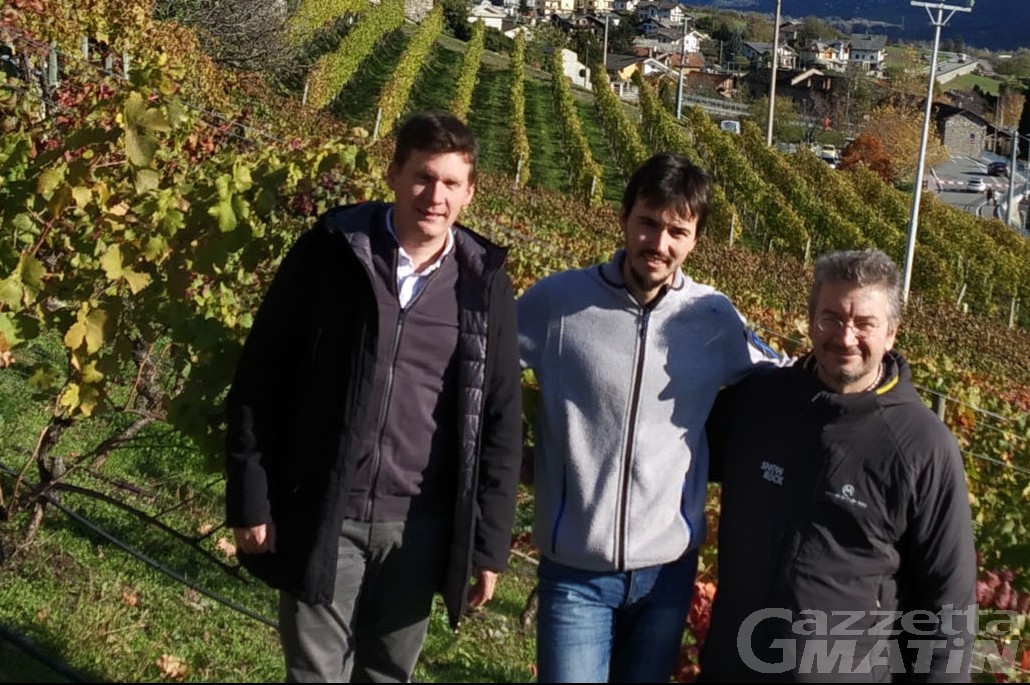 Saint-Christophe: scoperta una vigna di 300 anni, è della famiglia Grosjean Saint-Christophe: scoperta una vigna di 300 anni, è della famiglia Grosjean