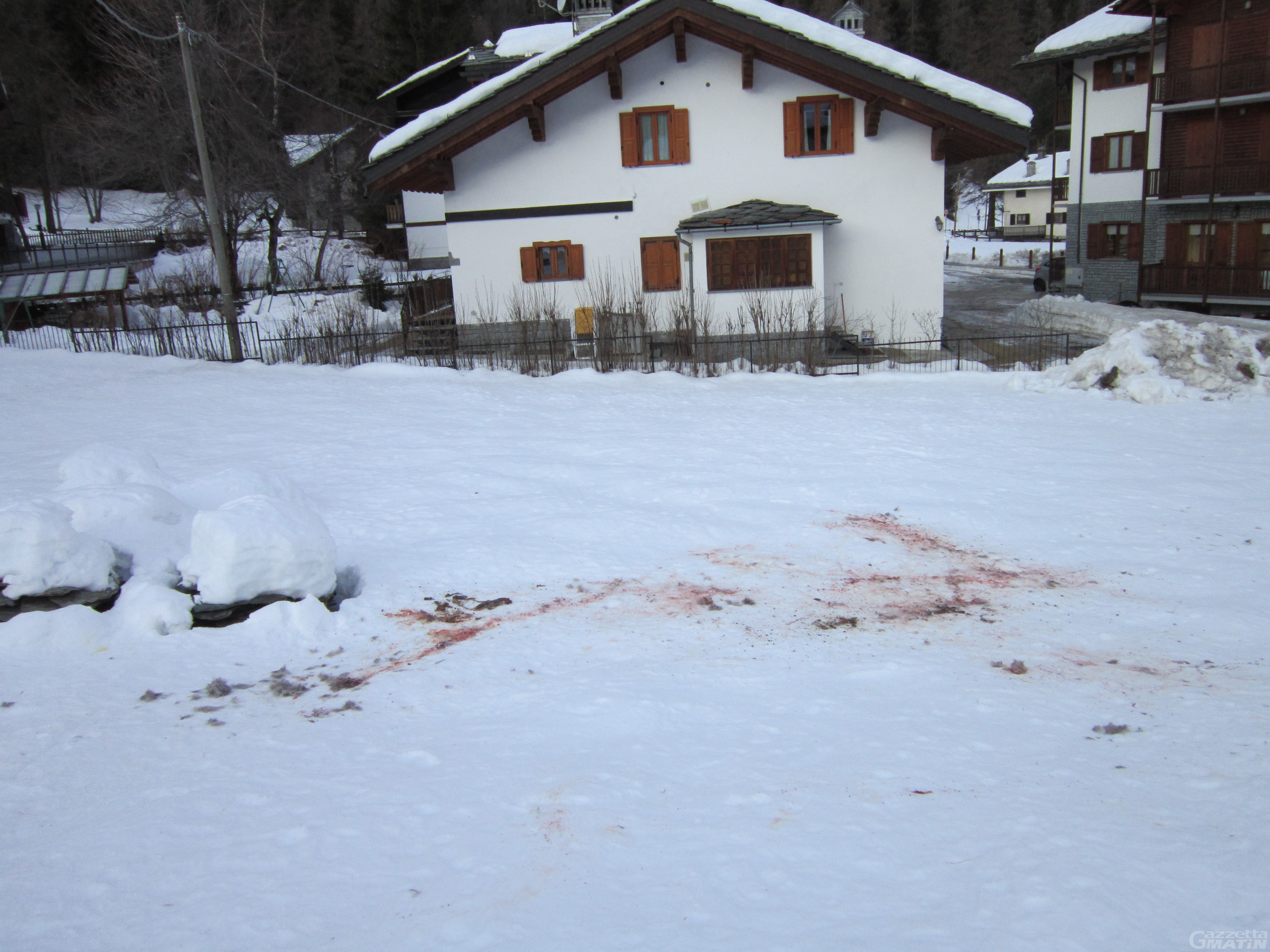 Gressoney-Saint-Jean: la testimonianza dell’attacco di un branco di lupi Gressoney-Saint-Jean: la testimonianza dell’attacco di un branco di lupi